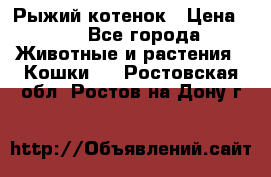 Рыжий котенок › Цена ­ 1 - Все города Животные и растения » Кошки   . Ростовская обл.,Ростов-на-Дону г.